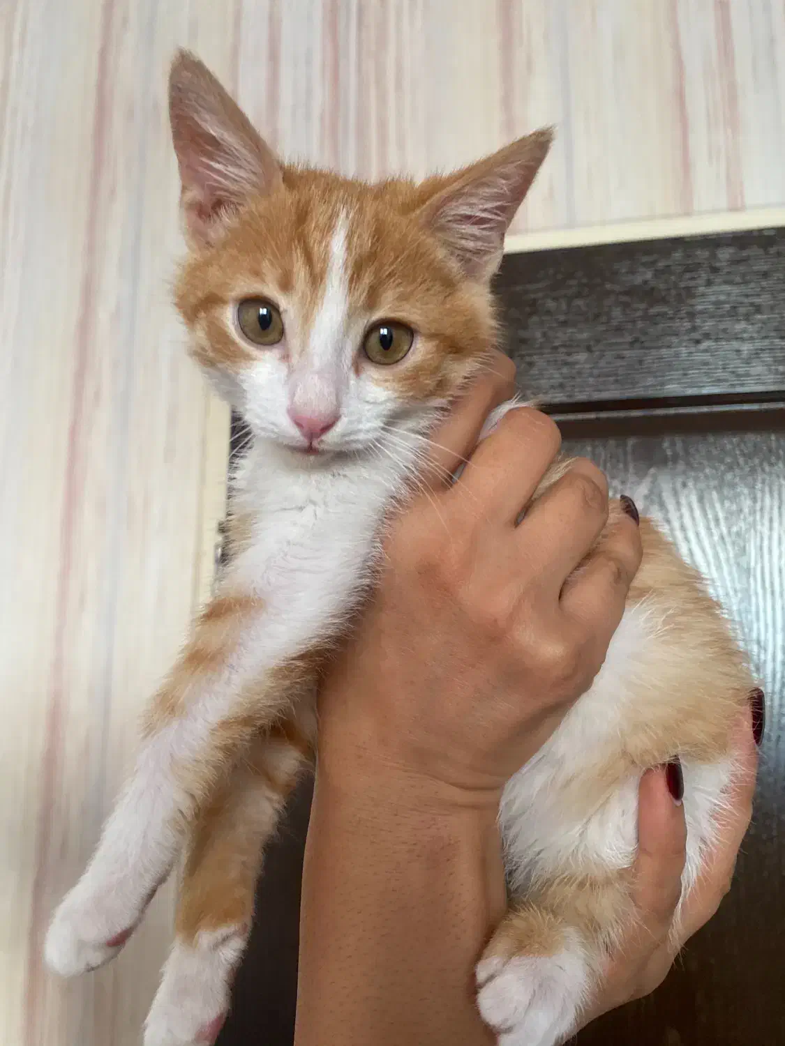 واگذاری رایگان گربه|گربه|کرمان, |دیوار