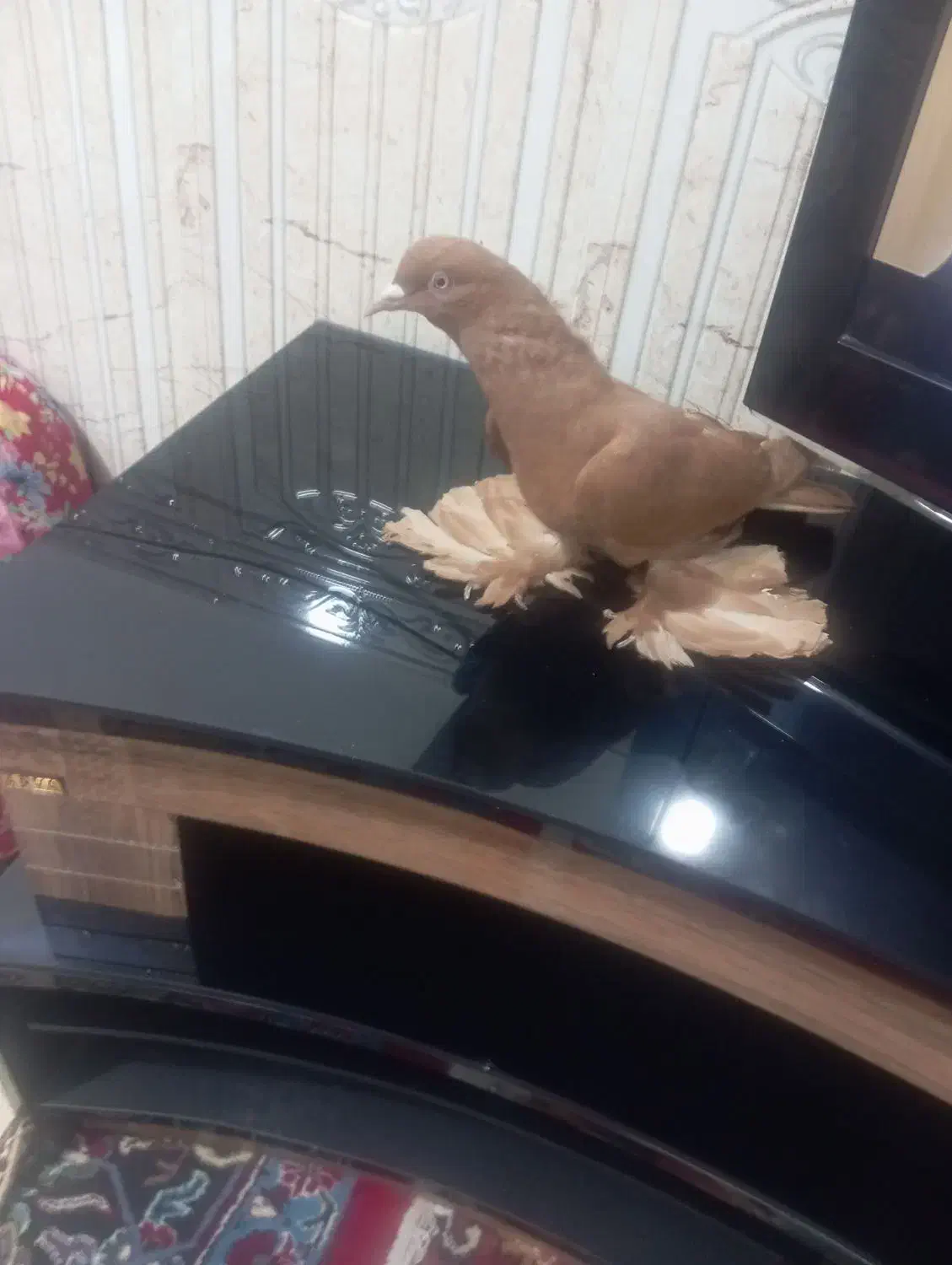 کبوتر|پرنده|بناب, |دیوار