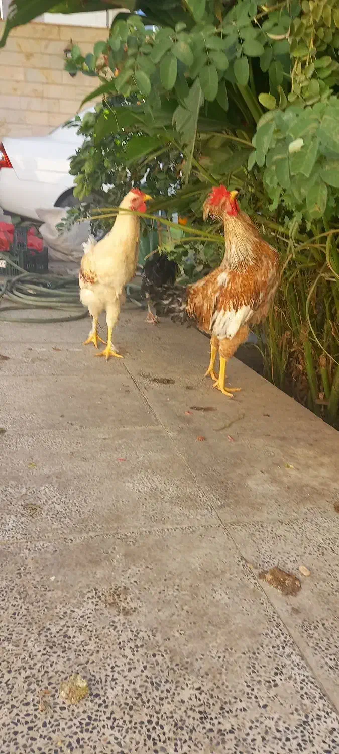 با سلام خدمت دوستان عزیز دو عدد خروس زینتی فروشی|حیوانات مزرعه|اردکان, |دیوار