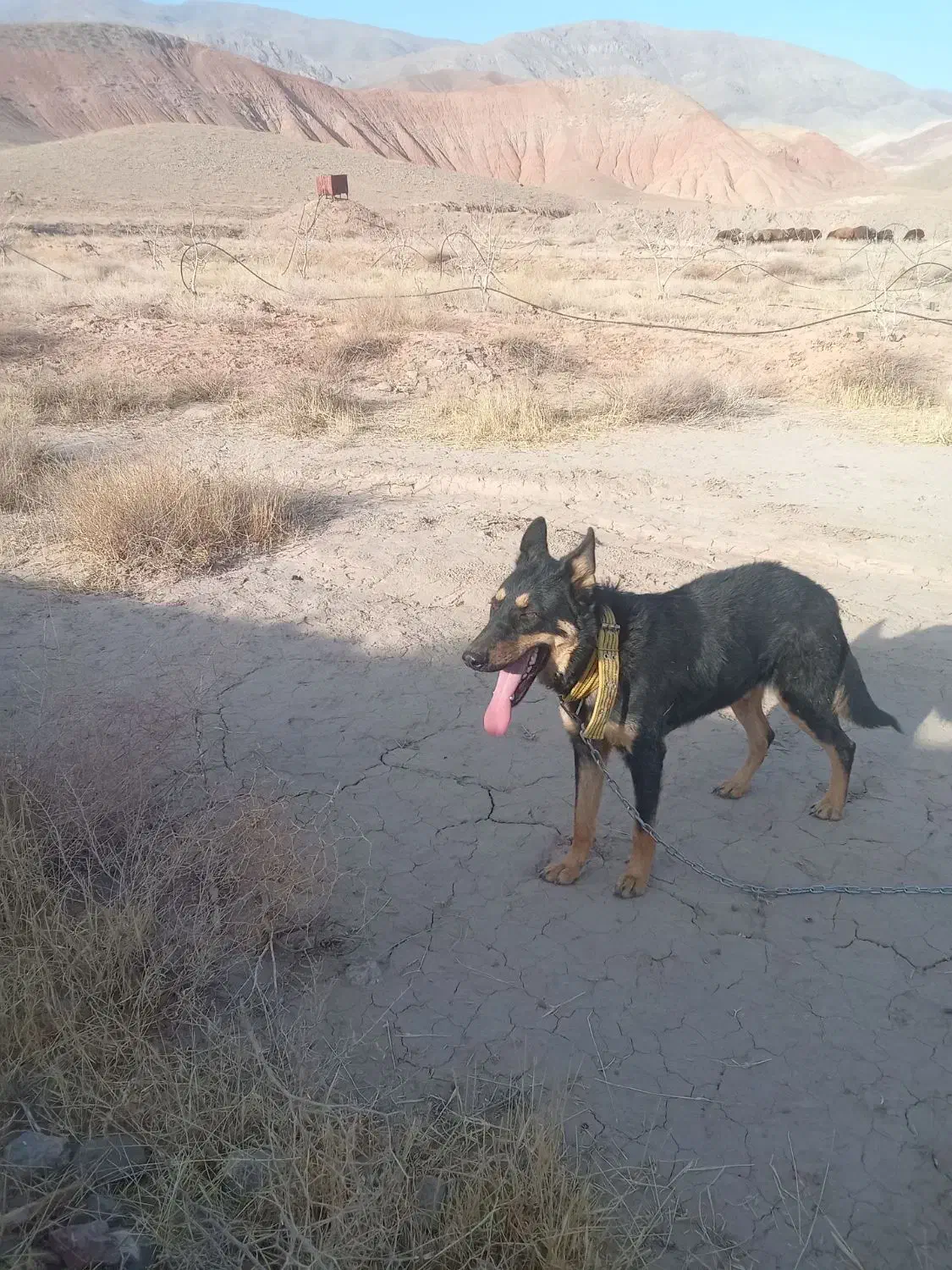 واگذاری سگ|سگ|نیشابور, فضل|دیوار