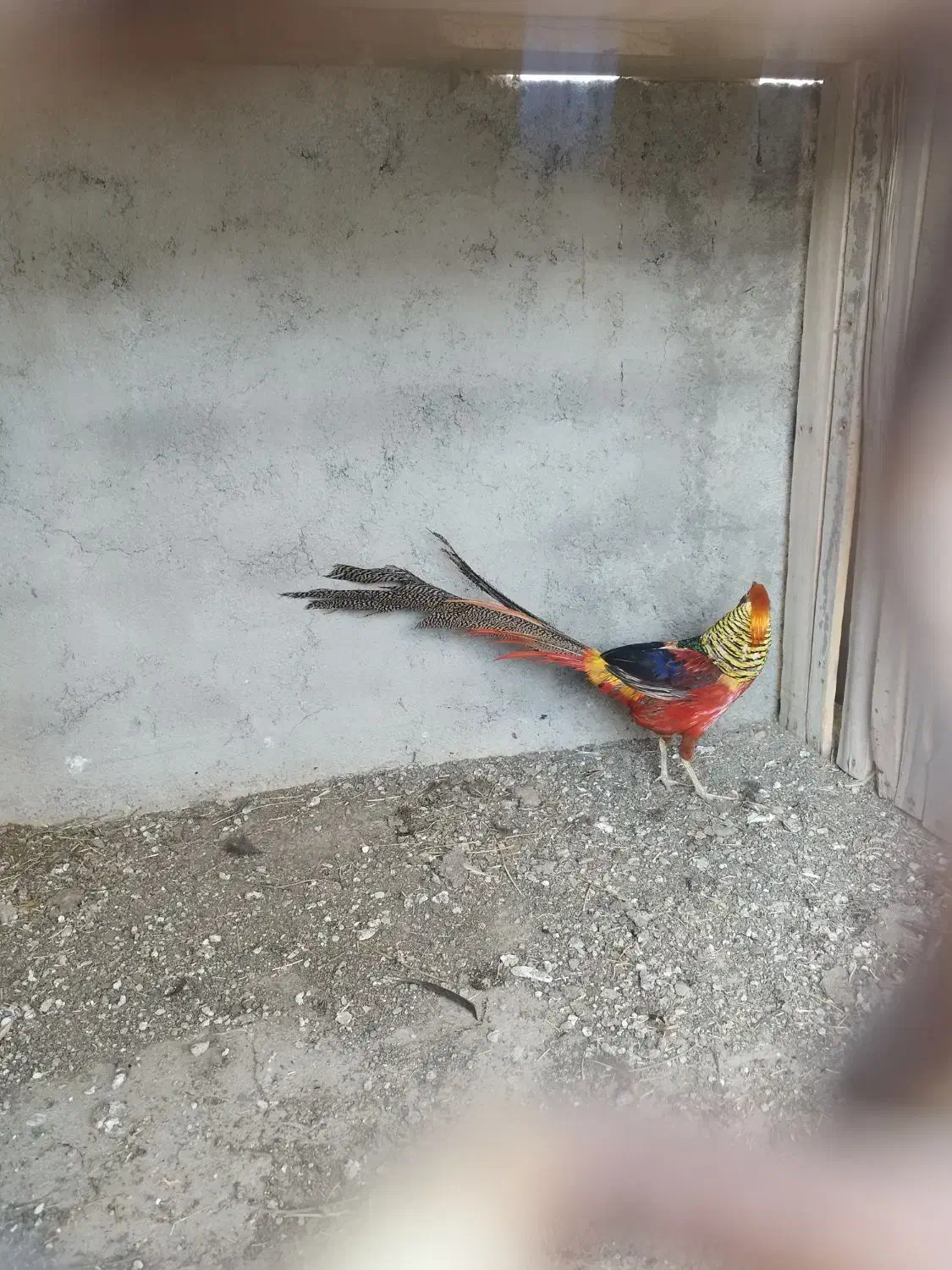 مرغ بلژیکی و هلندی|حیوانات مزرعه|هشتگرد, تهران دشت|دیوار