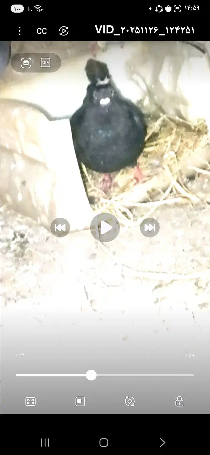 کبوتر ۳تا گم شده هر عزیزی دید پیام بده لطفاً|حیوانات|سنگدوین, |دیوار