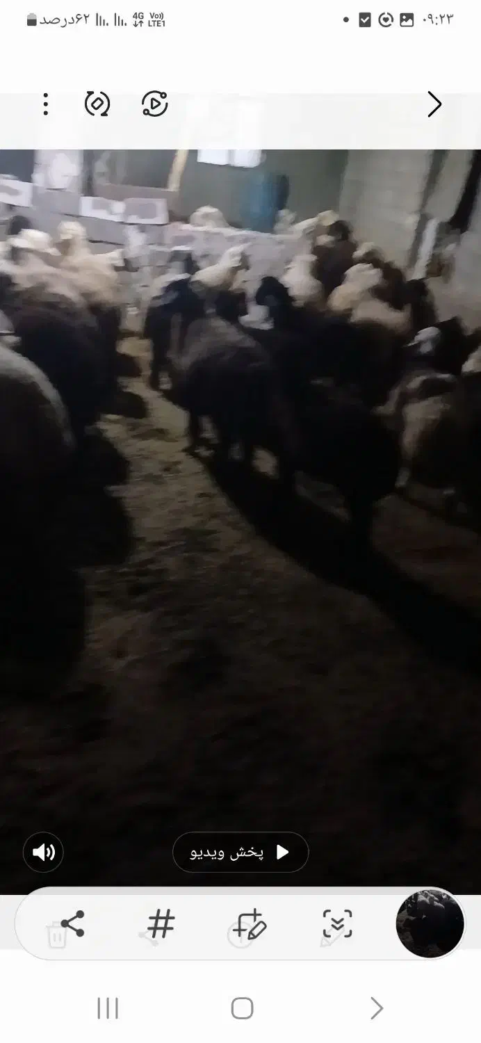 فروش ۷۰ راس بره پلواری|حیوانات مزرعه|دهدشت, |دیوار