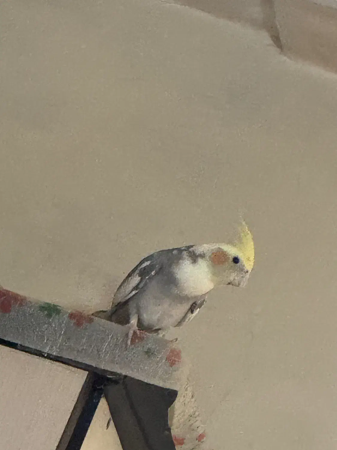 عروس هلندی|پرنده|هشتگرد, هشتگرد قدیم|دیوار