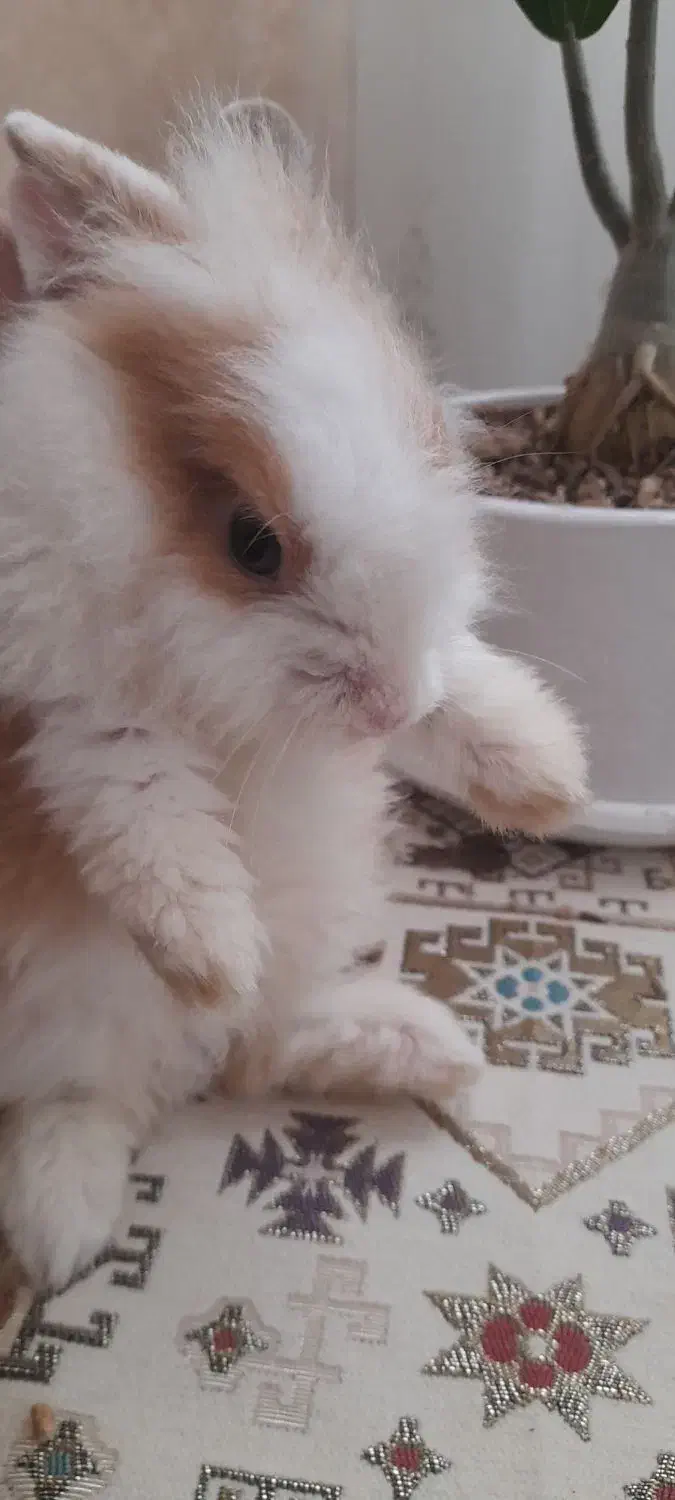 خرگوش لپ|موش و خرگوش|خرمشهر, |دیوار