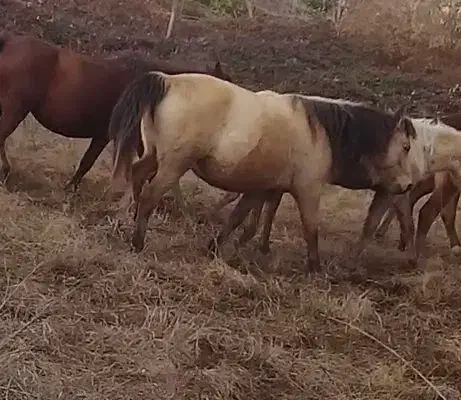 اسب|اسب و تجهیزات اسبسواری|رامسر, |دیوار