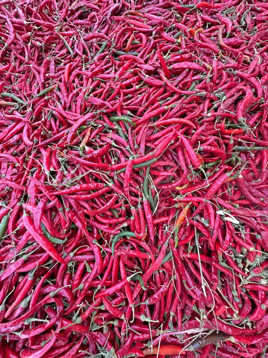 فلفل تند|خوردنی و آشامیدنی|شیراز, شهرک مهدیآباد|دیوار