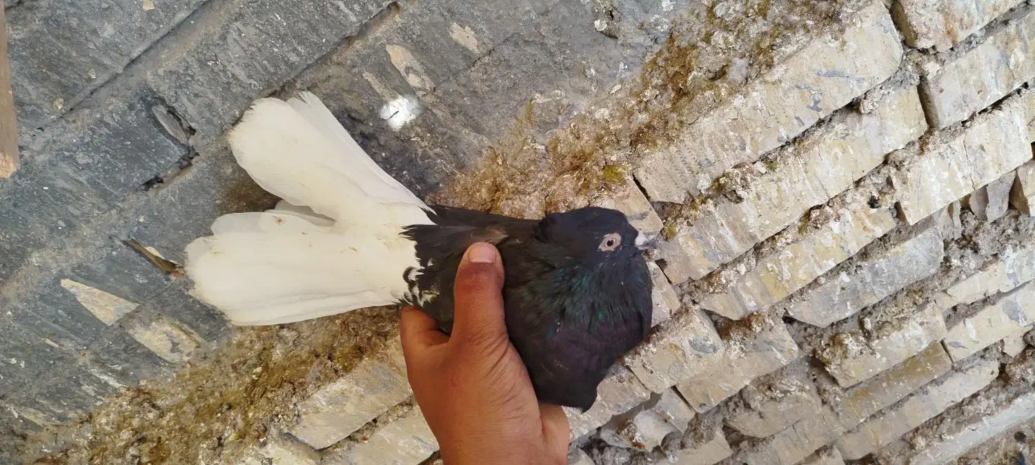 حمیدیه|پرنده|حمیدیه, |دیوار