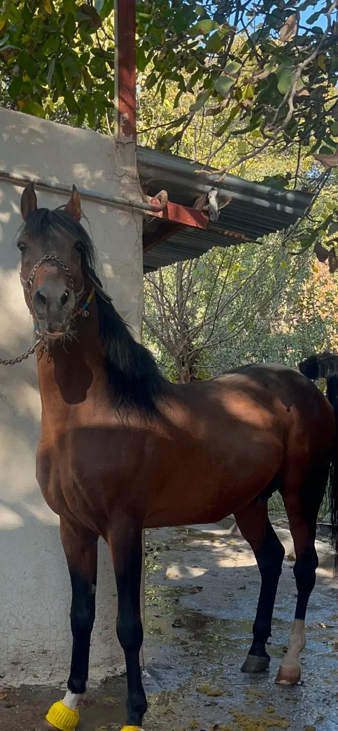 نریان کرد|اسب و تجهیزات اسبسواری|رینه, |دیوار