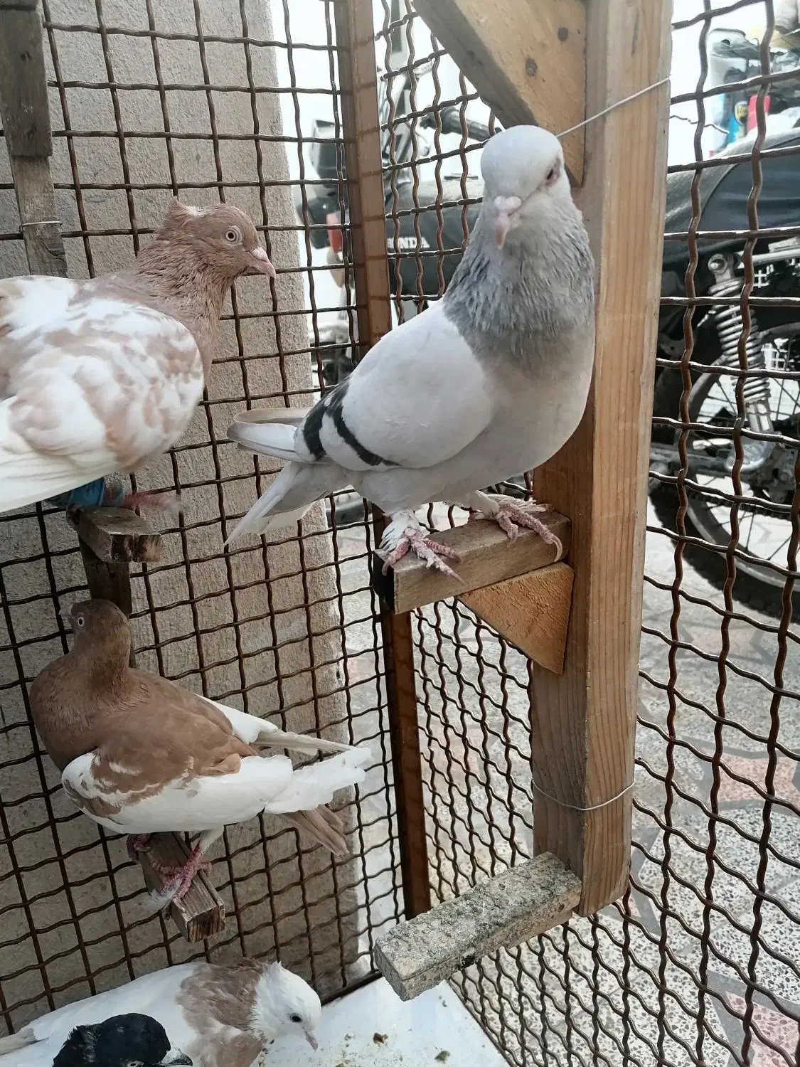 7 عدد کبوتر هوایی بازی کن با گنجه|پرنده|شیراز, نیستان|دیوار