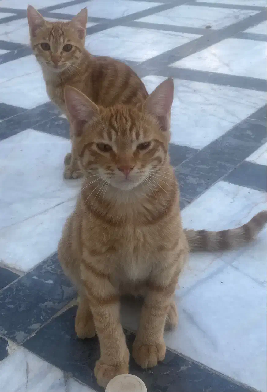 واگذاری گربه رایگان|گربه|نسیمشهر, |دیوار