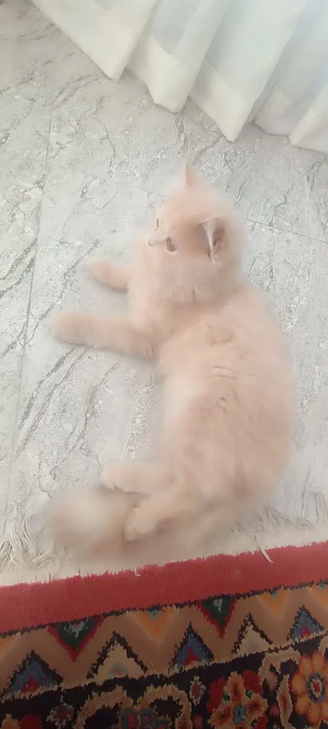 گربه|گربه|کرمانشاه, |دیوار