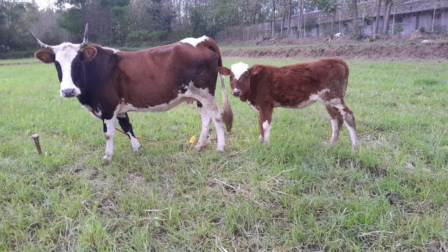 گاو گوساله حامله|حیوانات مزرعه|سنگر, |دیوار