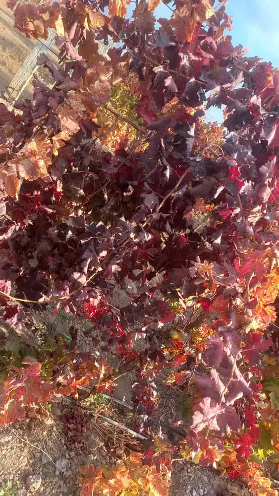 نهال مندراب تضمینی بافاکتوررسمی|گل و گیاه طبیعی|صوفیان, |دیوار