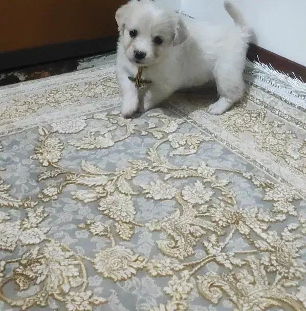 مینیا تودلی جیبی|سگ|قم, زند آباد|دیوار