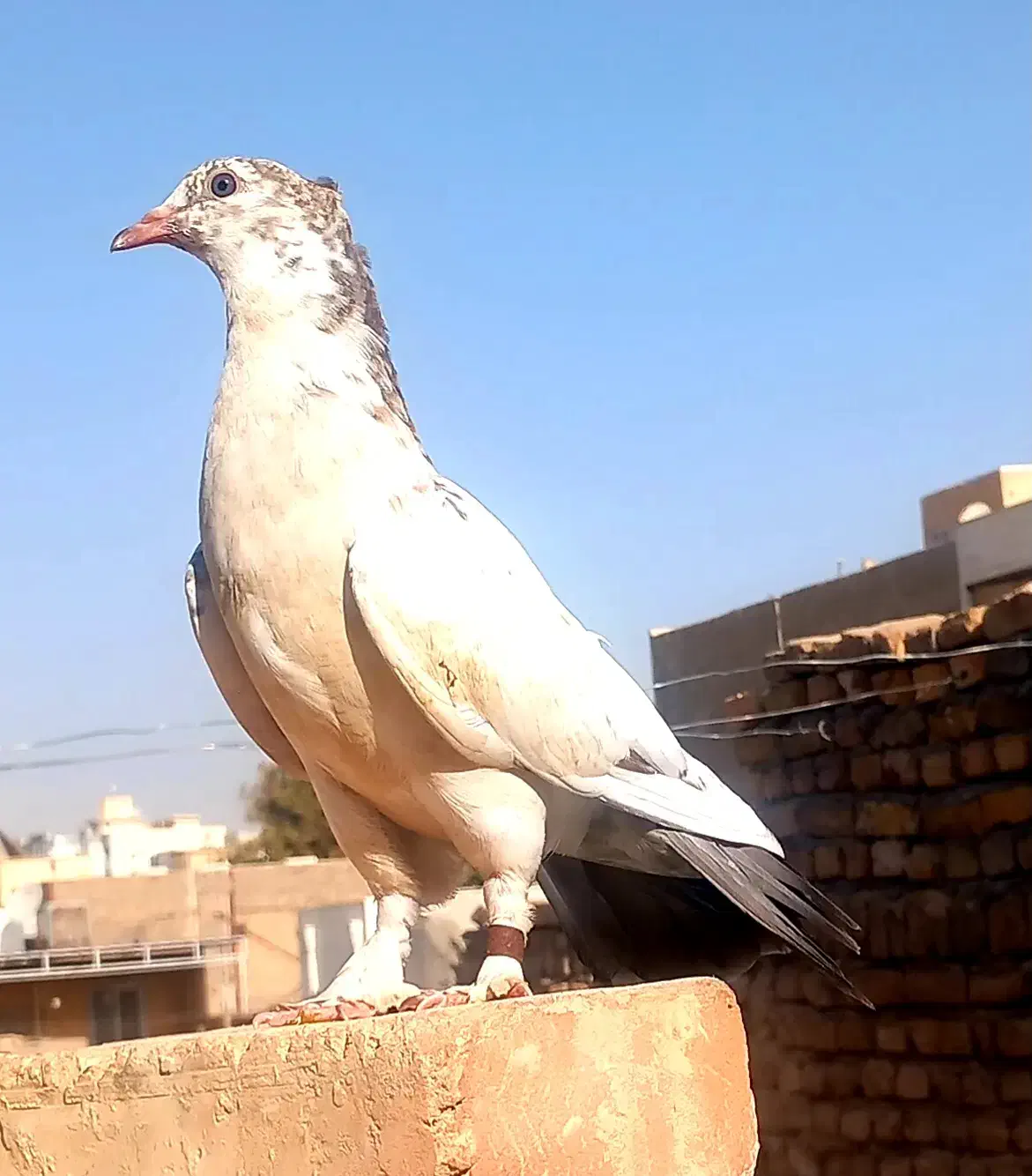 کفتر دم بور|پرنده|قرچک, شهرک صنعتی قرچک|دیوار