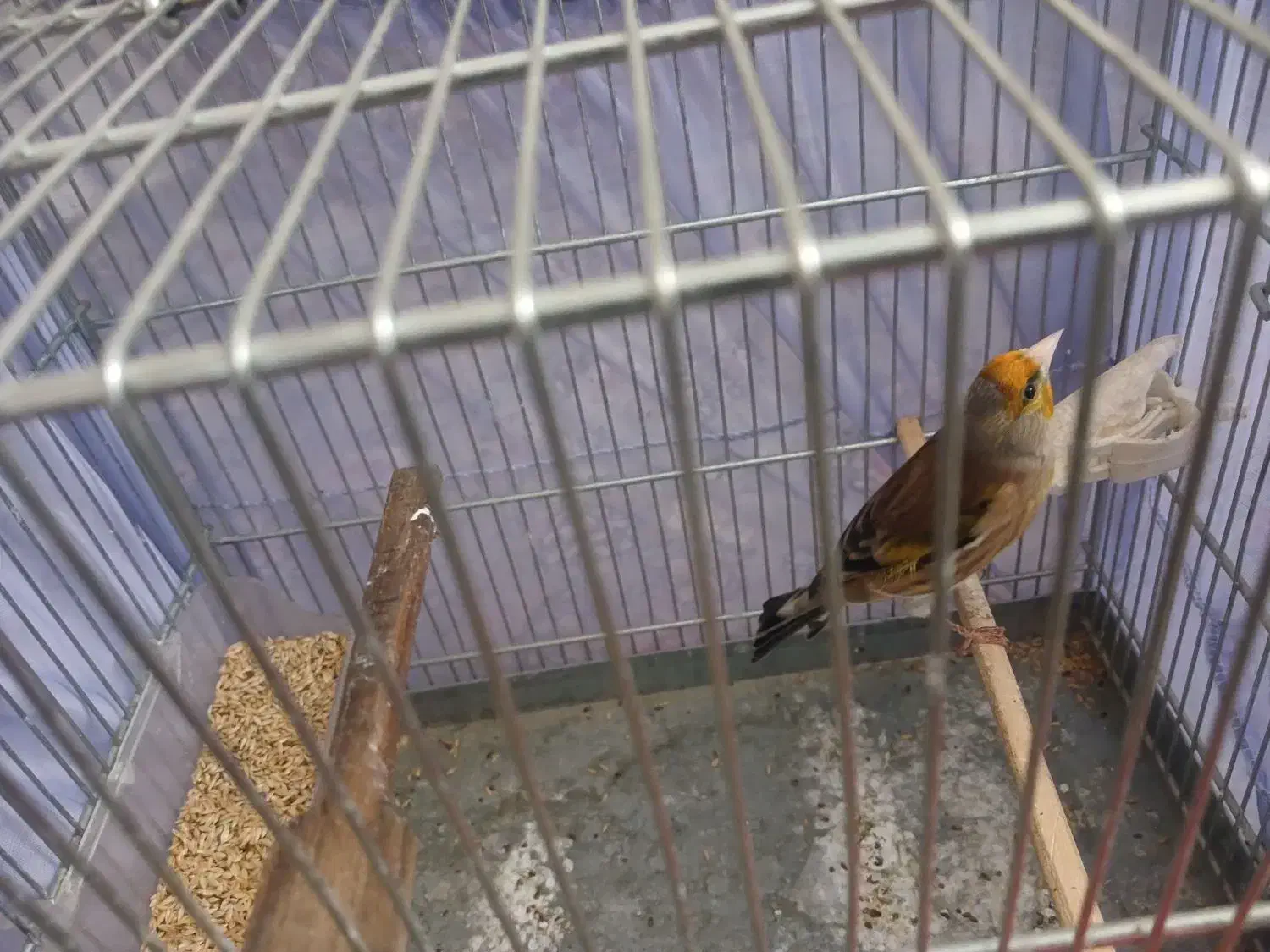 دورگه|پرنده|بانه, |دیوار