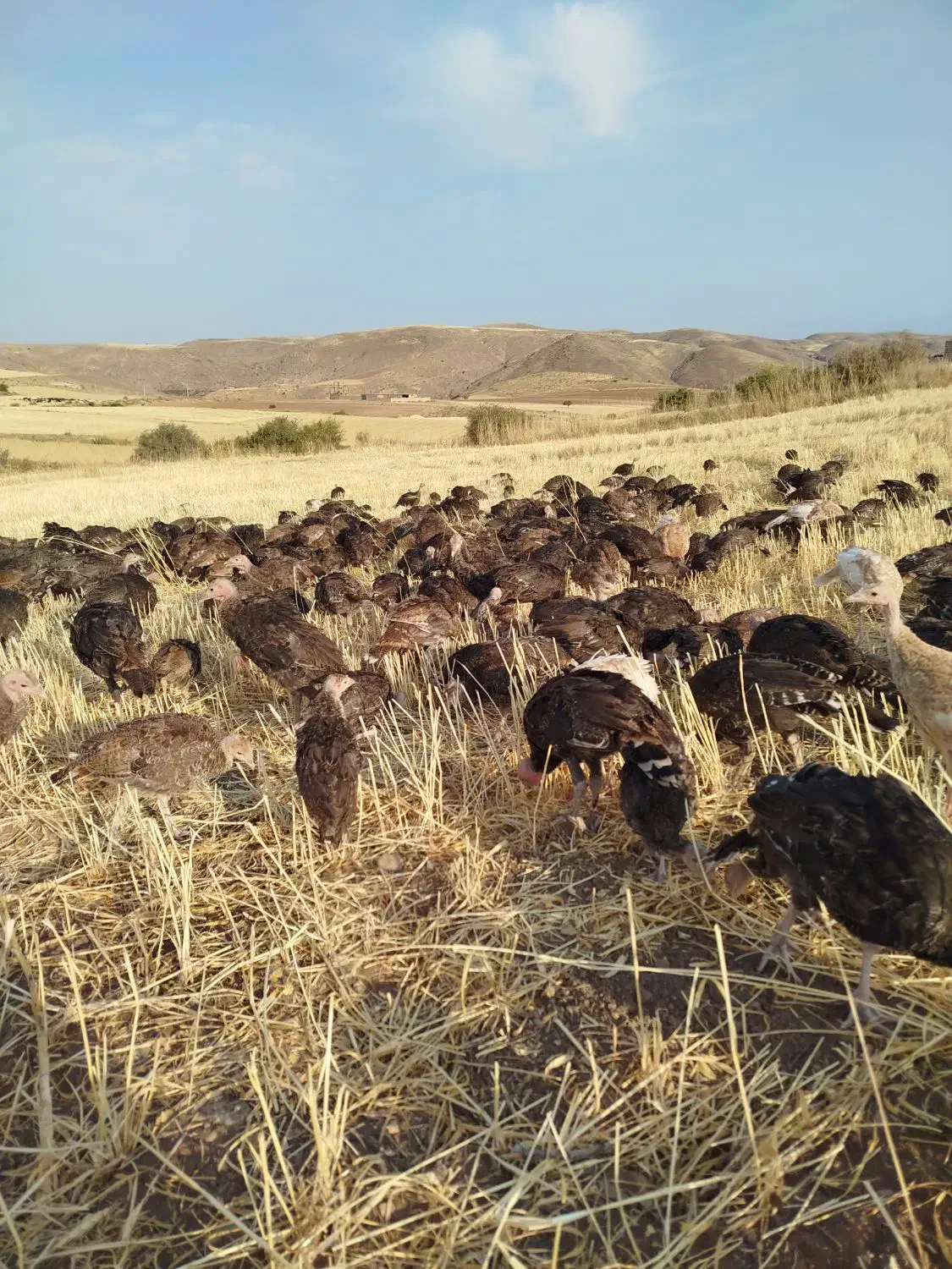 حیوانات ومزرعه|حیوانات مزرعه|کاغذکنان, |دیوار