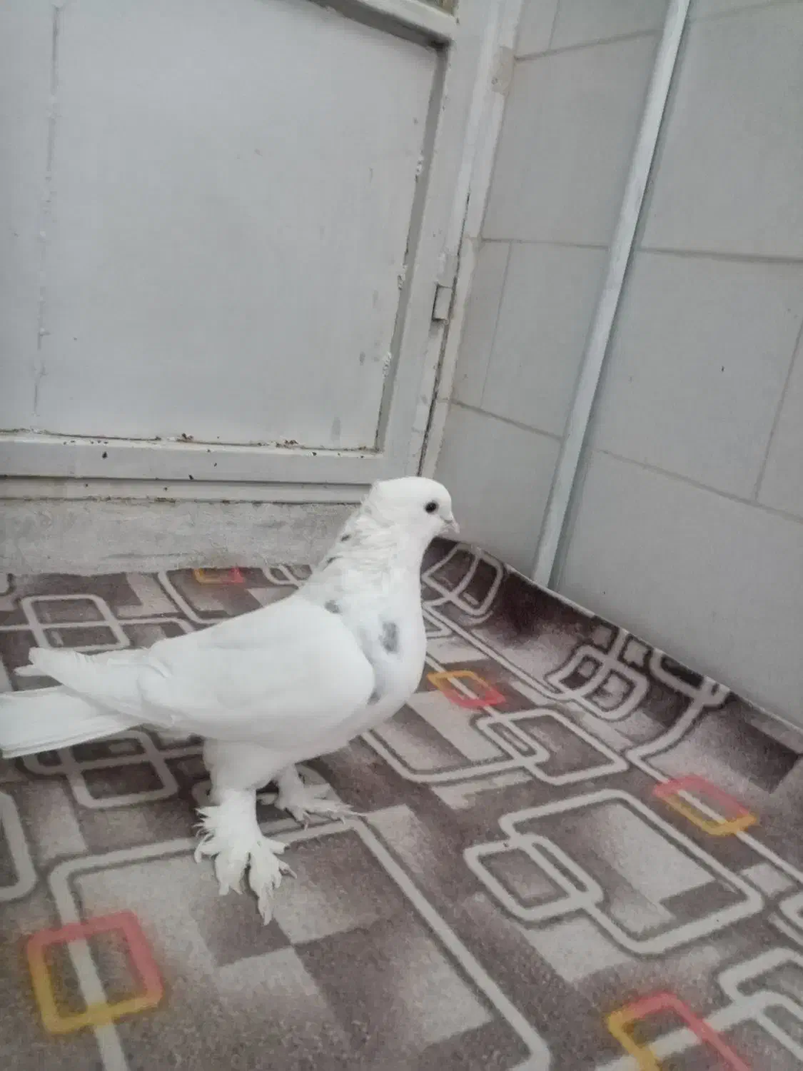 کفتر|پرنده|مهریز, |دیوار