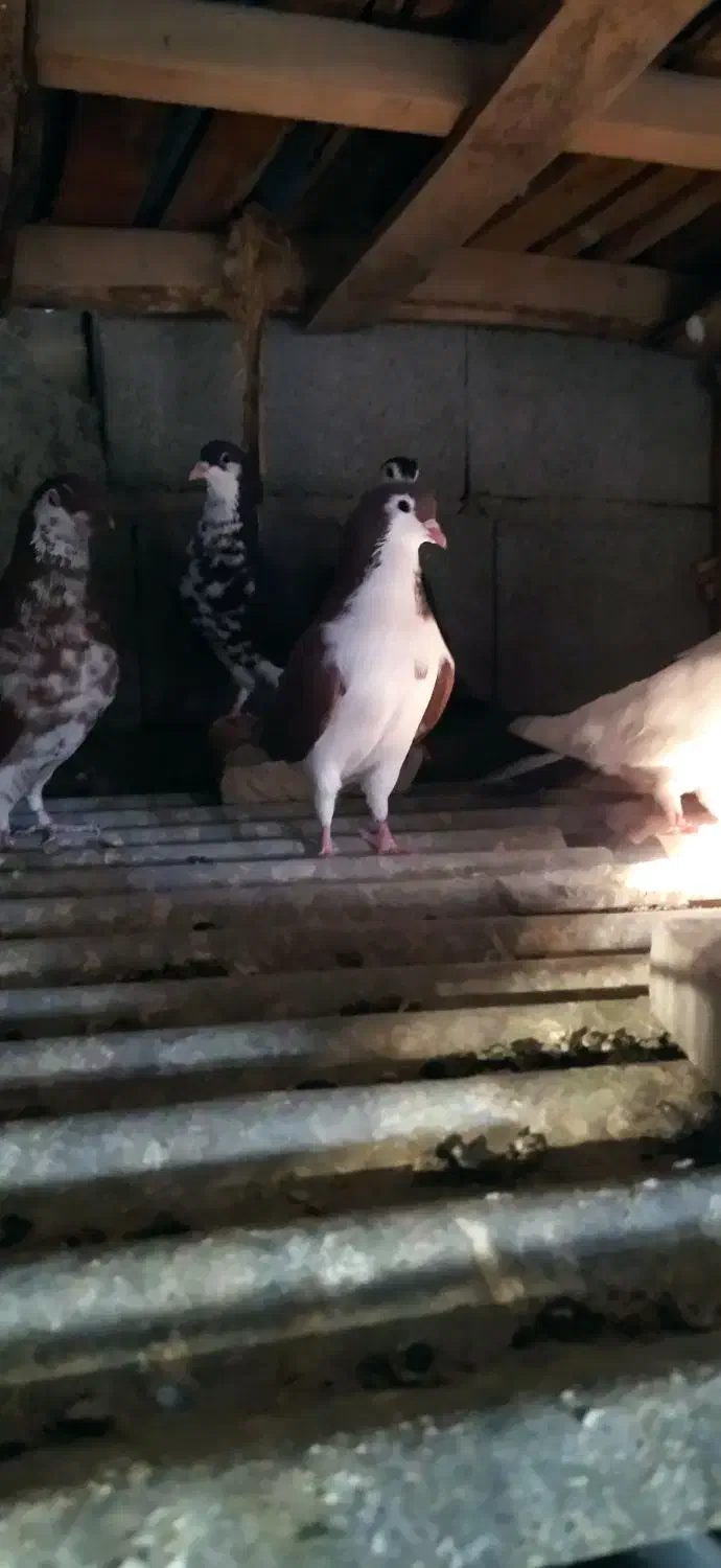 کبوتر رنگ|پرنده|سراوان, |دیوار