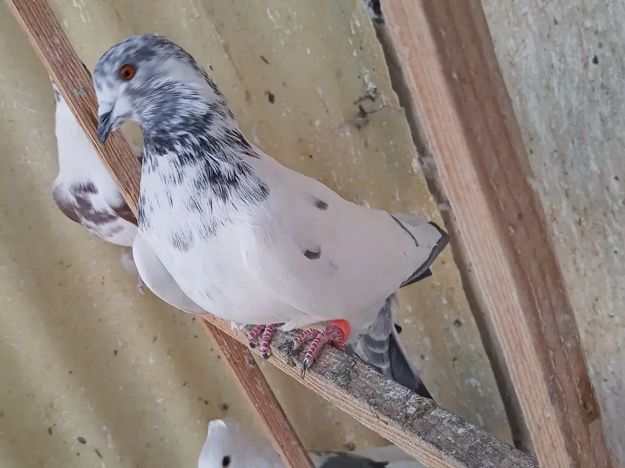 گمشده|حیوانات|اصفهان, برزان|دیوار