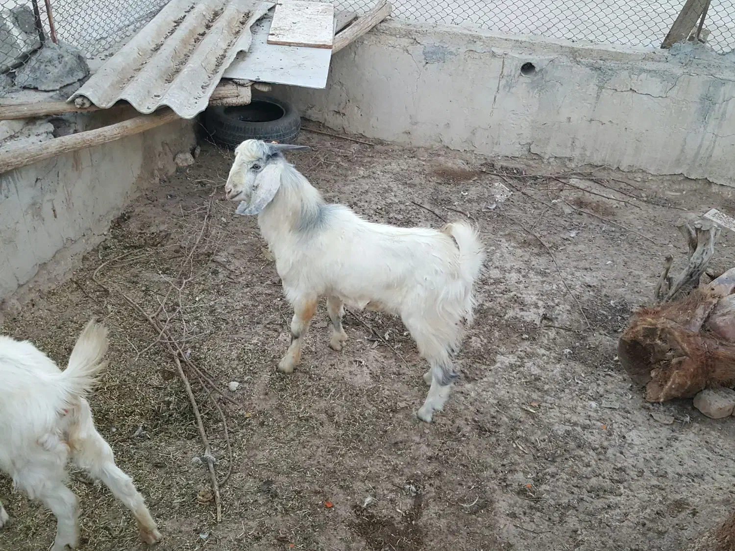 فروش کهره نر|حیوانات مزرعه|لامرد, |دیوار