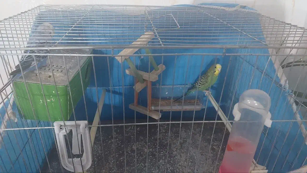 یک جفت مرغ عشق با کلیه تجهیزات|پرنده|قزوین, |دیوار