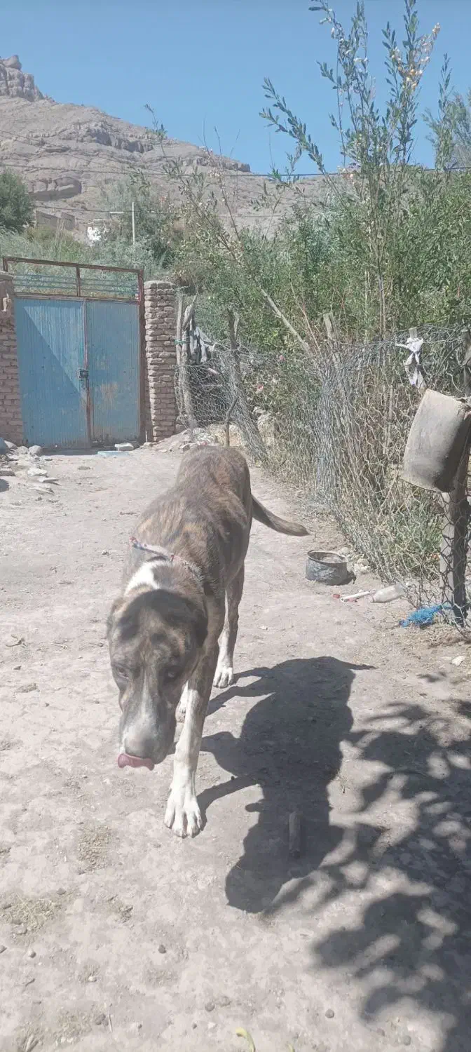 سگ گله|حیوانات مزرعه|فریمان, |دیوار