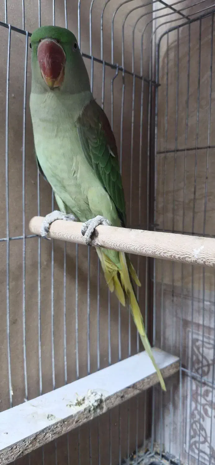 طوطی اسکندرون شاه|پرنده|شهریار, شهرک وائین|دیوار