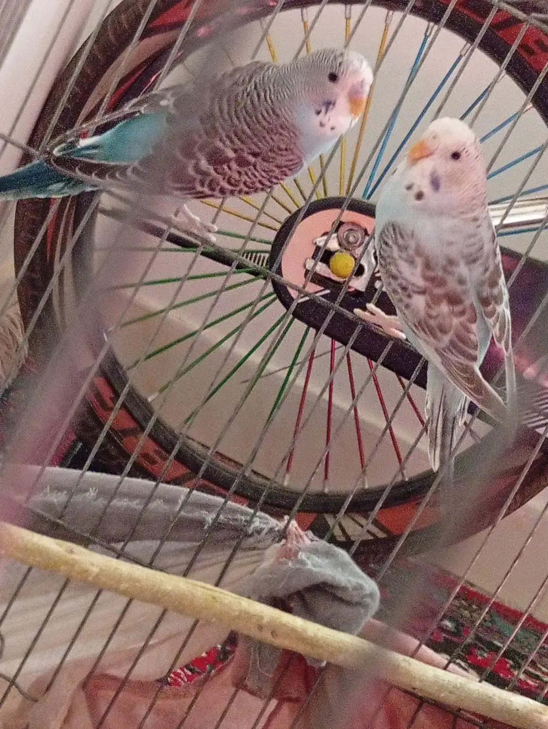 مرغ عشق|پرنده|سیرجان, |دیوار