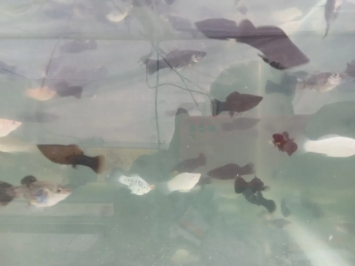 فروش انواع ماهی زینتی|ماهی|شیراز, جمال آباد|دیوار