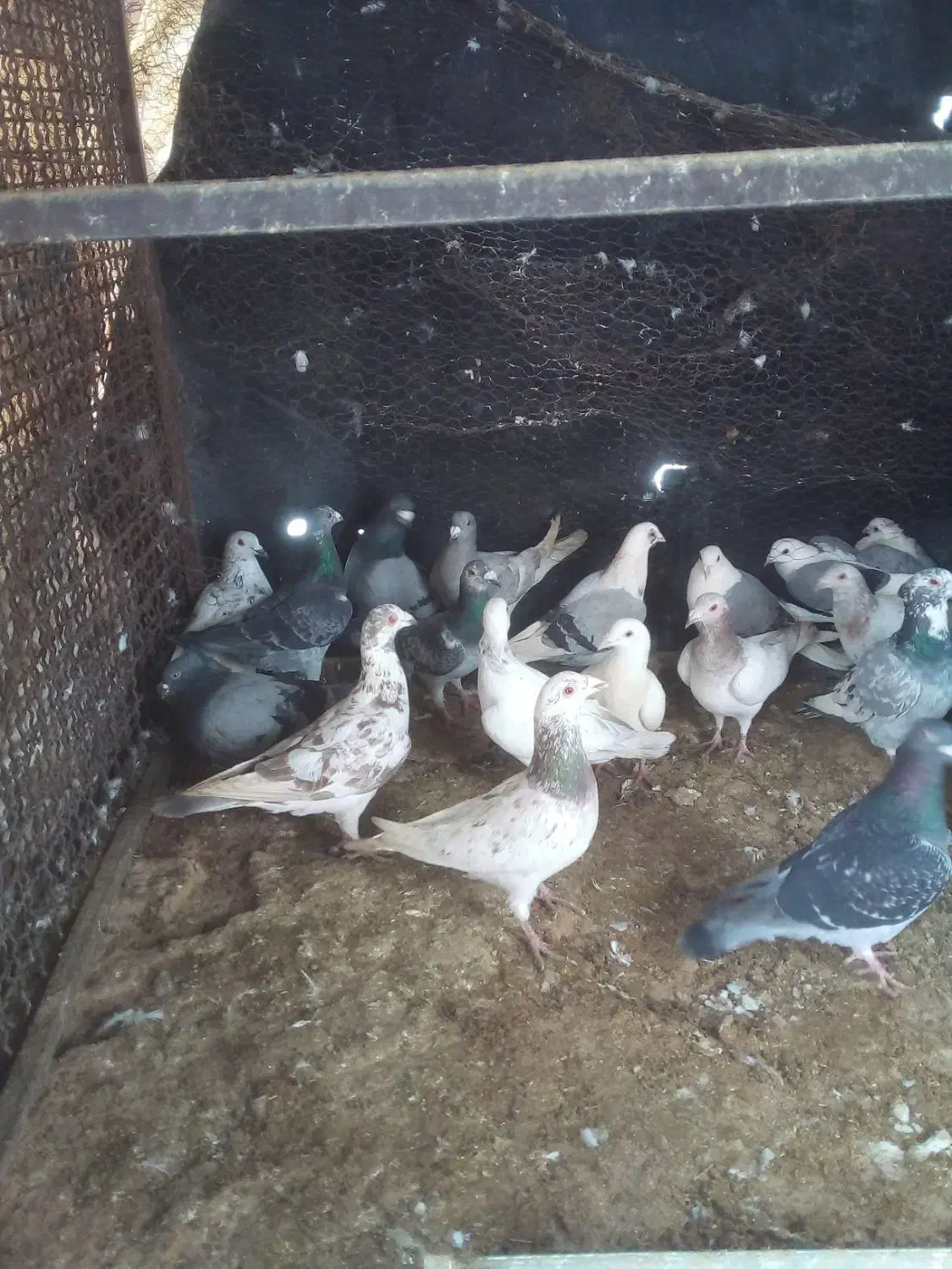 پلاکی ***|پرنده|مهریز, |دیوار