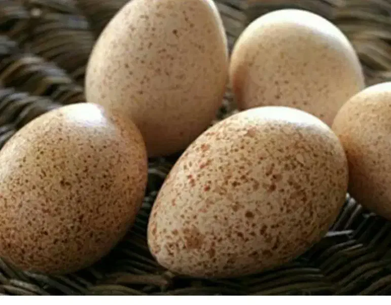 تخم بوقلمون و تخم مرغ امپراطور نطفه دار|حیوانات مزرعه|آکند, |دیوار