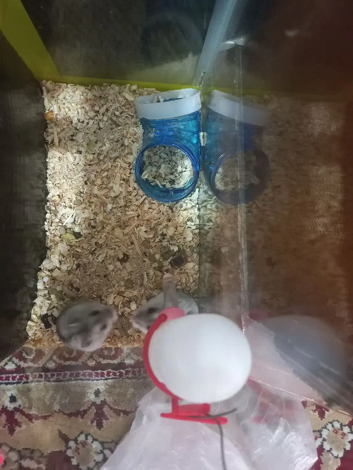 همستر وینتر وایت و کمپل|موش و خرگوش|تهران, مشیریه|دیوار