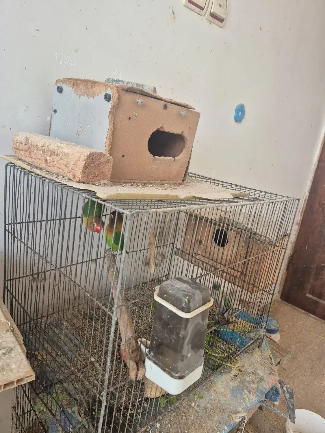 جفت طوطی کوتوله بریزلی|پرنده|اطاقور, |دیوار