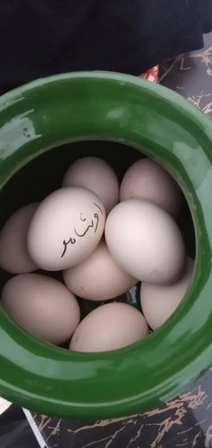 تخم مرغ اوشامو|خوردنی و آشامیدنی|مشگین شهر, |دیوار