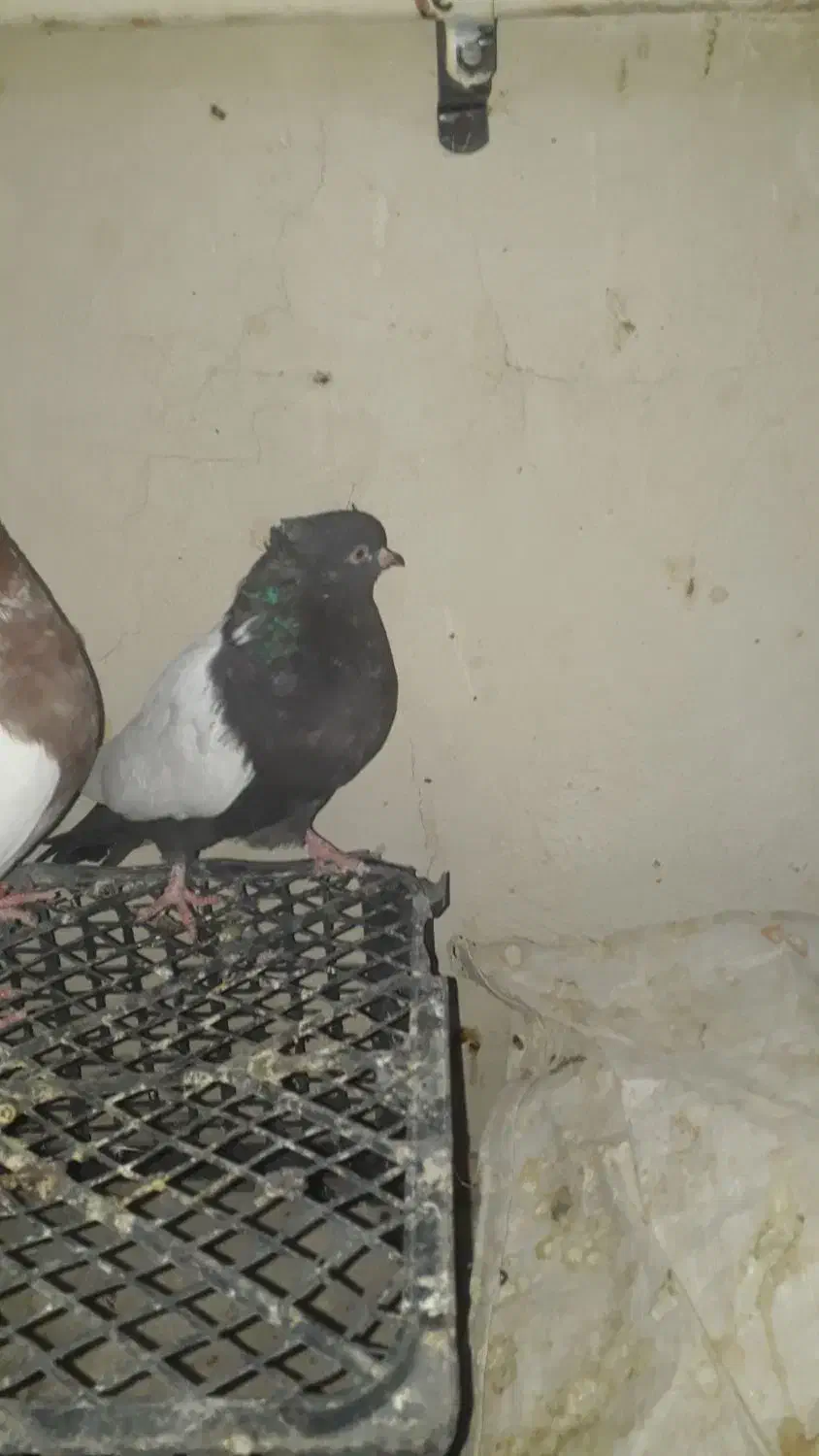 کبوتر سینه ای|پرنده|رامهرمز, |دیوار