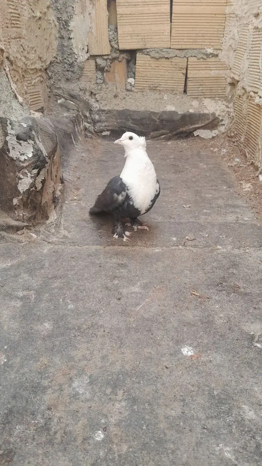 کفتر|پرنده|چناران, |دیوار