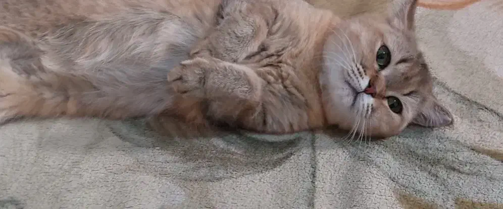 فروش گربه اسکاتیش و بریتیش بالغ|گربه|کرج, فاز ۴ مهرشهر|دیوار