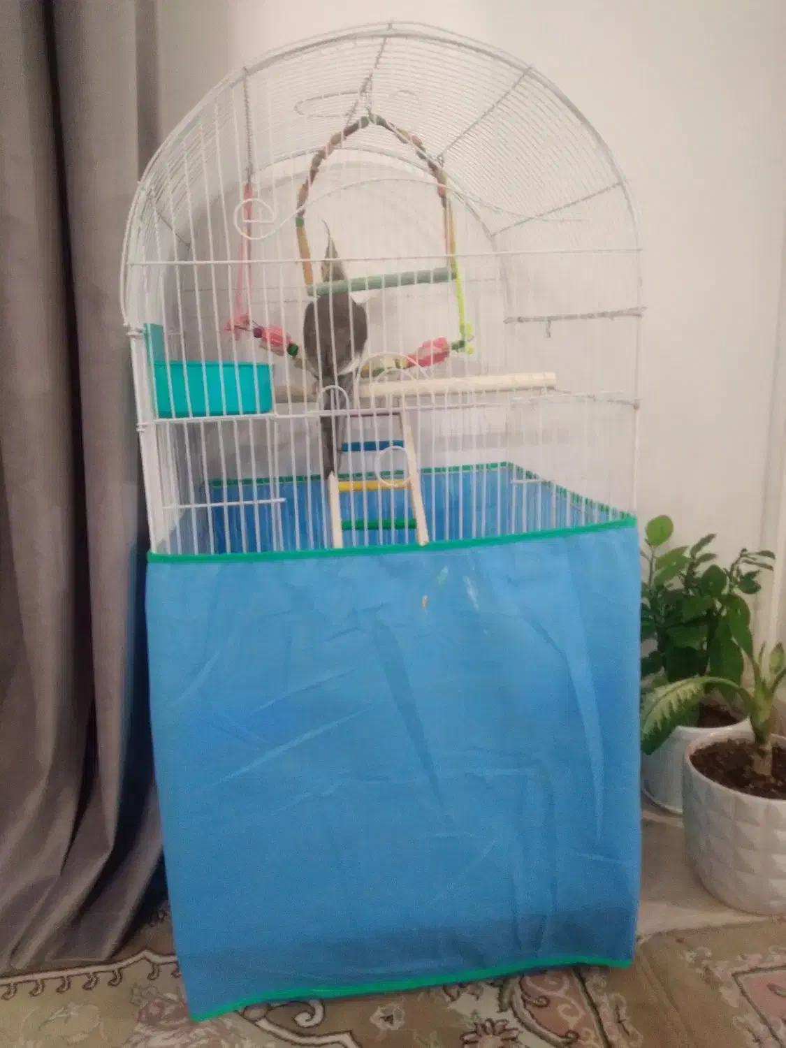 عروس هلندی|پرنده|ساوه, |دیوار