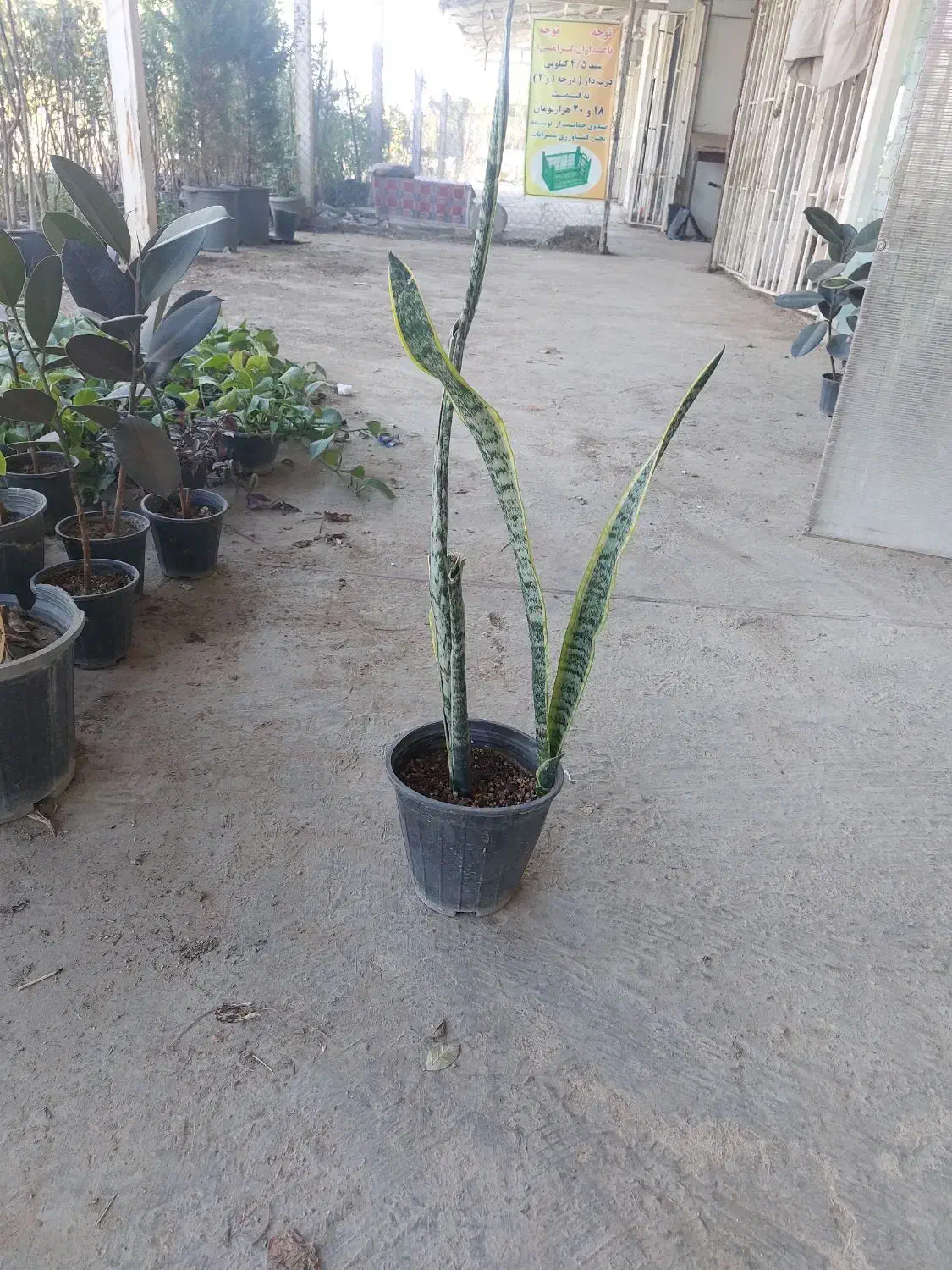 گل های اپارتمانی|گل و گیاه طبیعی|لواسان, |دیوار