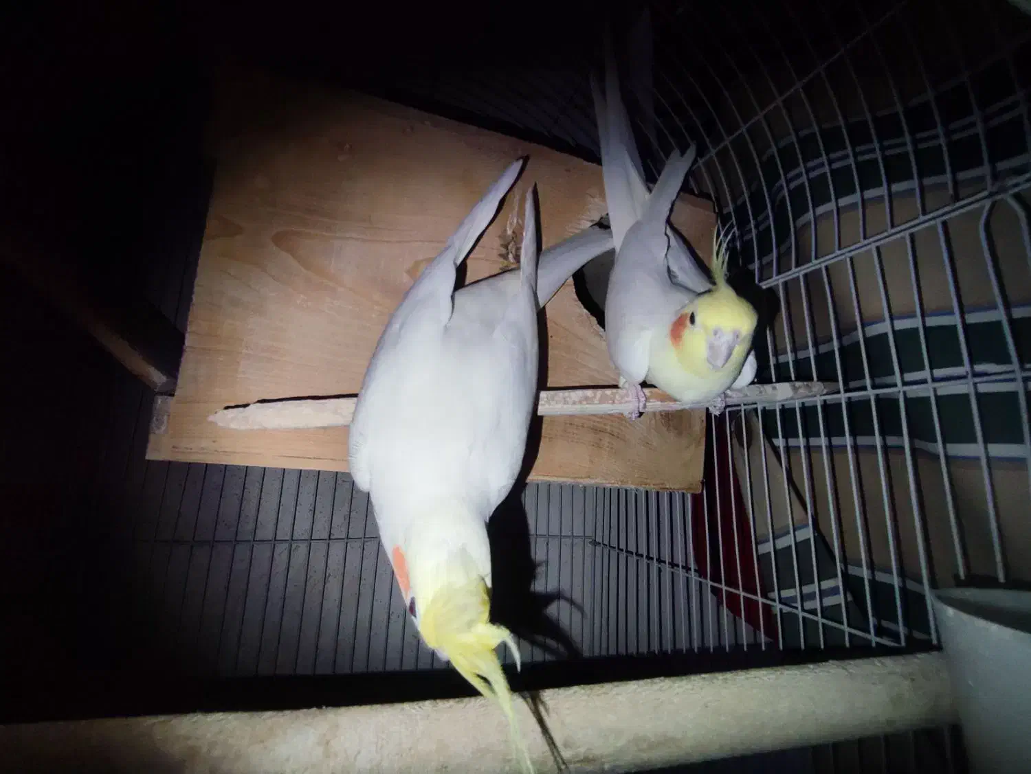 عروس هلندی|پرنده|جم, |دیوار