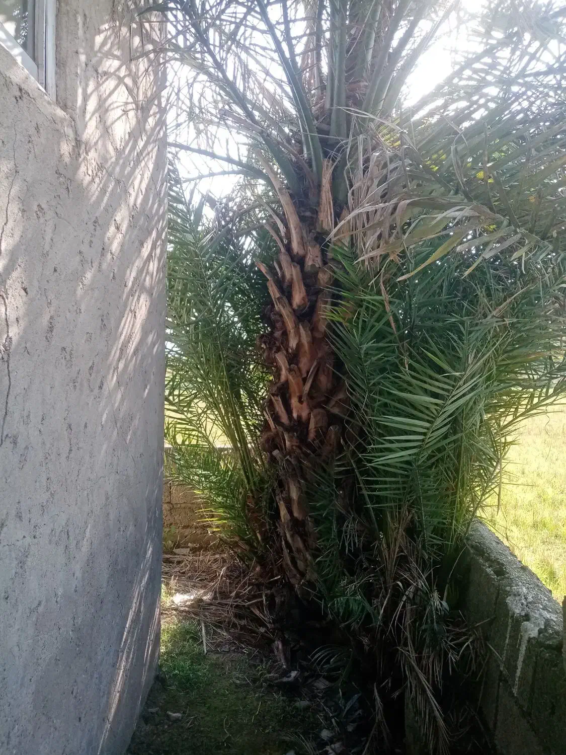 درخت پالم فروشی|گل و گیاه طبیعی|لولمان, |دیوار