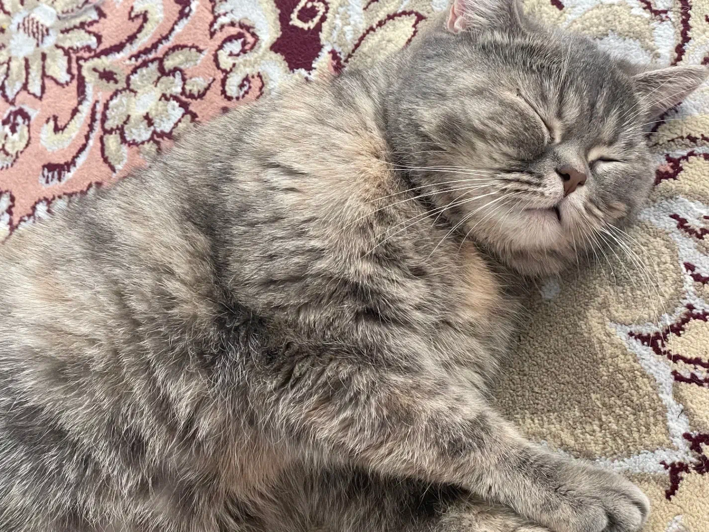 گربه|گربه|مشهد, میعاد (شهرک غرب)|دیوار