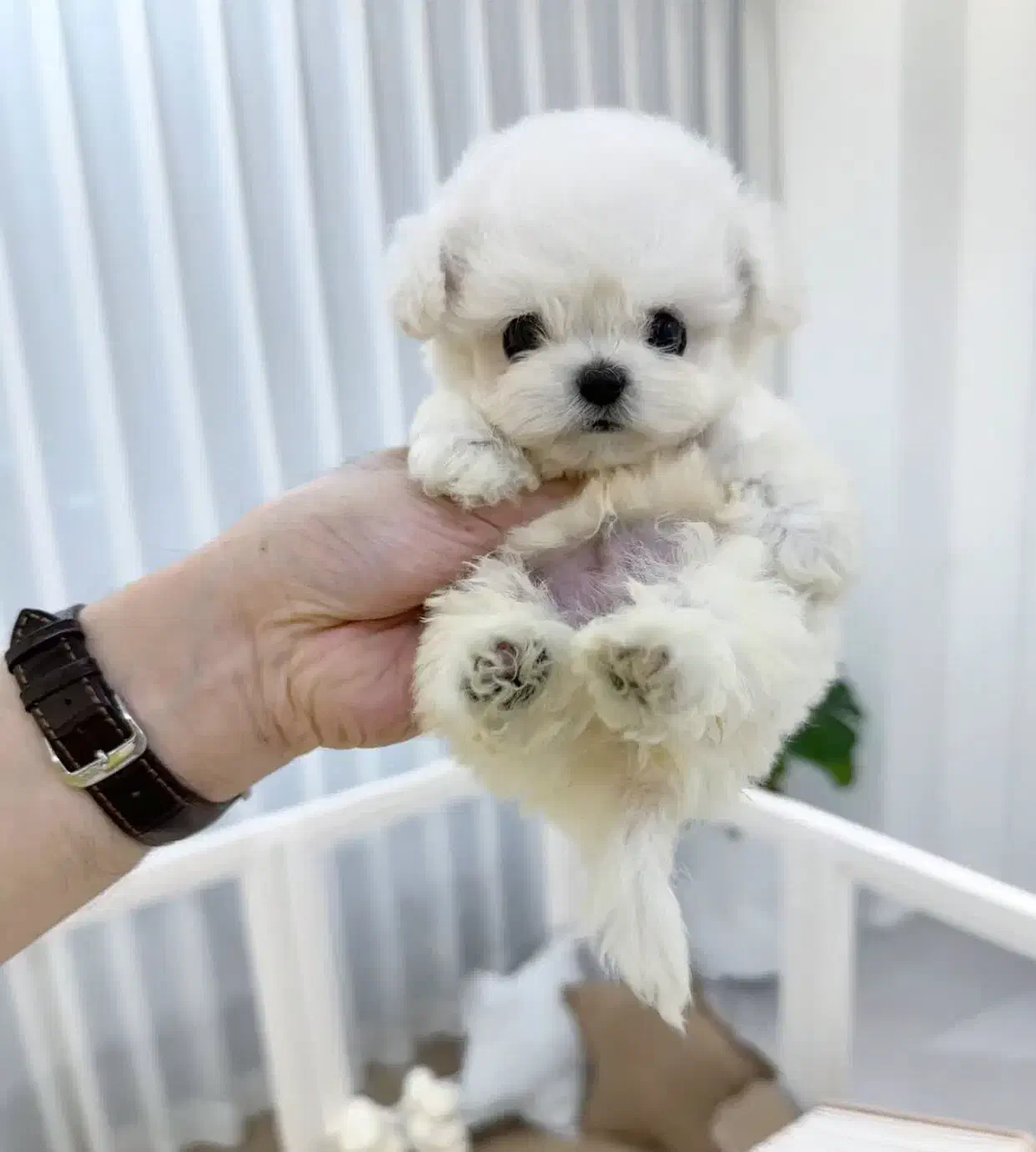 مالتیز عروسکی|سگ|تهران, جنتآباد مرکزی|دیوار