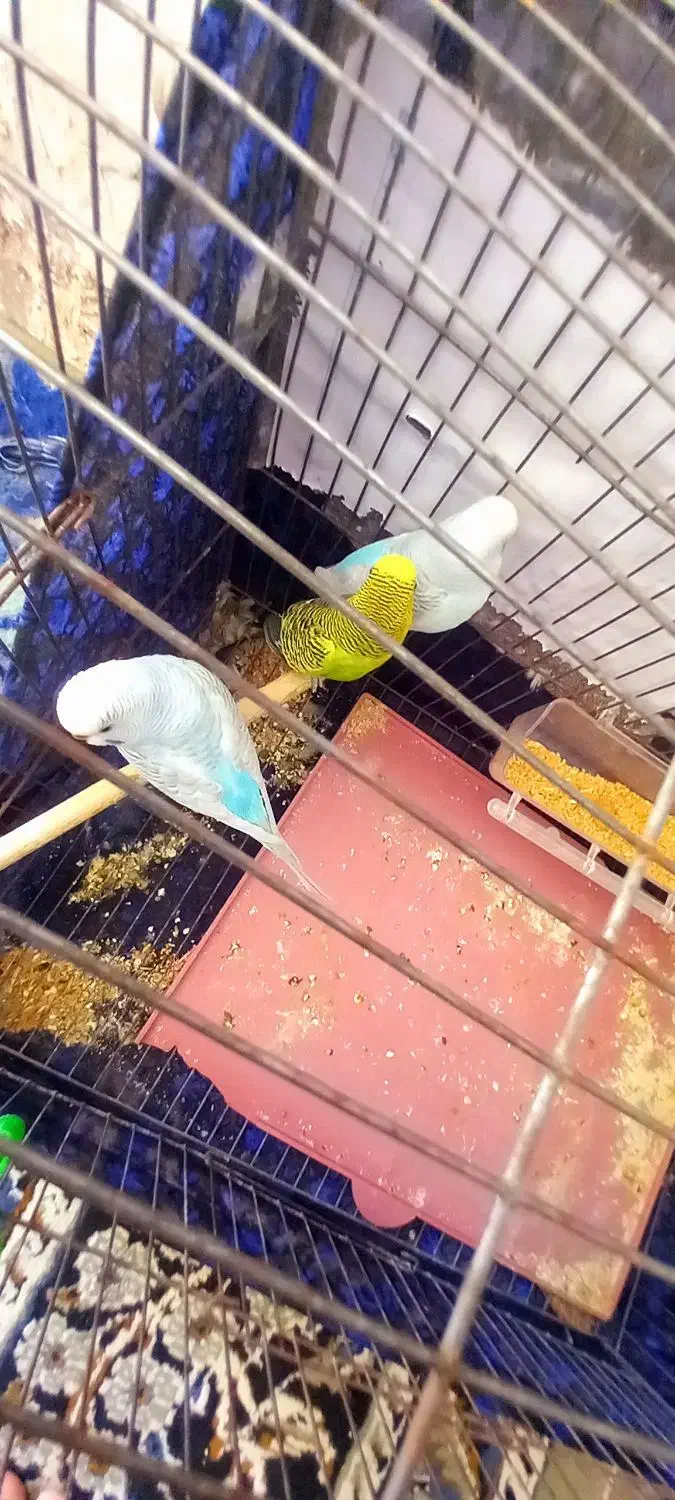 مرغ عشق|پرنده|امیدیه, |دیوار