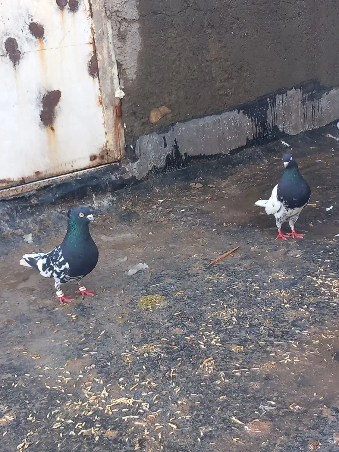 کفتر|پرنده|مشهد, کوشک مهدی|دیوار