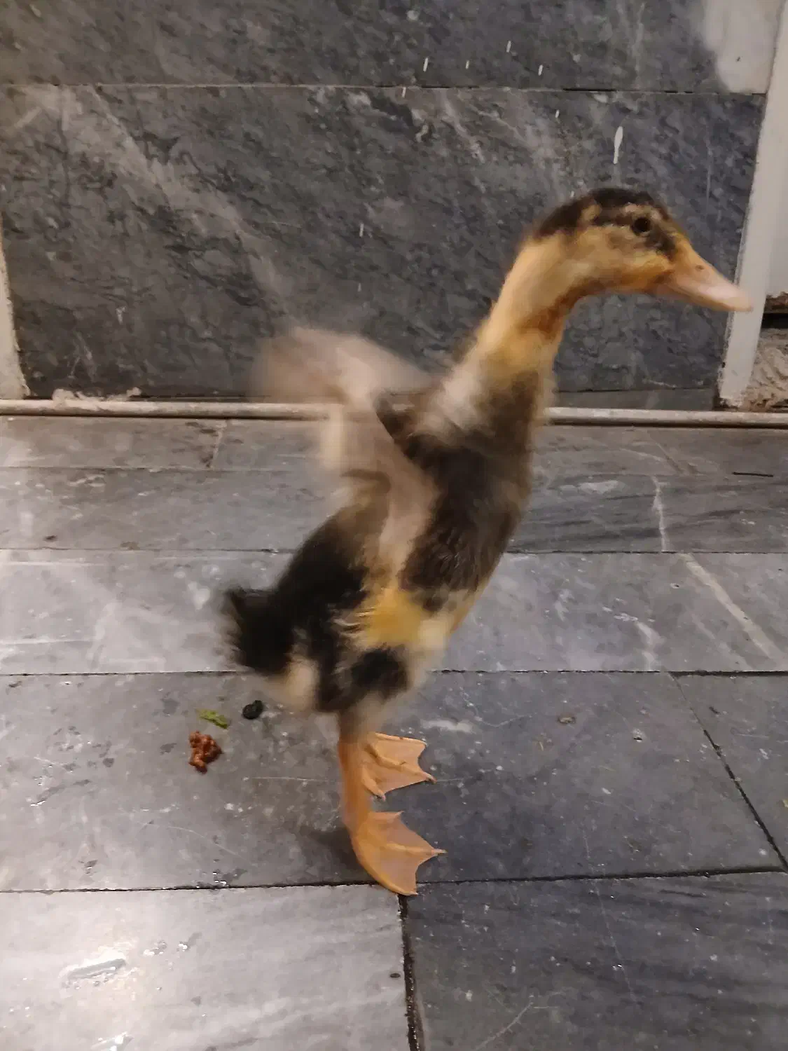 اردک|حیوانات مزرعه|تهران, میرداماد|دیوار