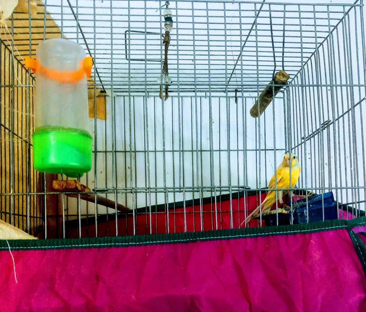 قناری سهره|پرنده|تهران, بهارستان|دیوار