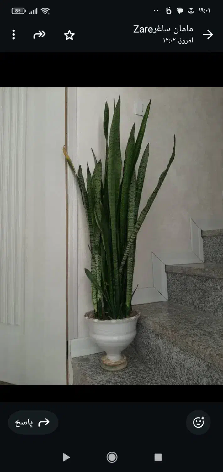 فروش فوری یک عدد گل سانسوریا|گل و گیاه طبیعی|مرودشت, ثبت احوال|دیوار